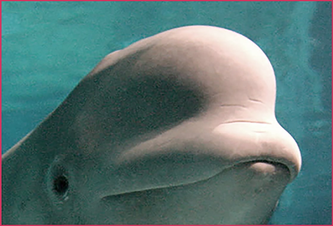 02_Mclaren_Beluga_2